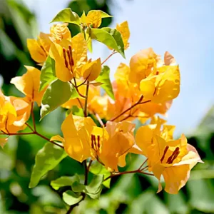 Bougainvillea Yellow (Paper Flower) Flowering Live Plant - Image 5