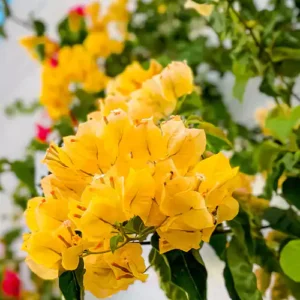 Bougainvillea Yellow (Paper Flower) Flowering Live Plant - Image 3