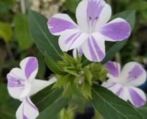 Purple White December Flower (Barleria cristata) Flowering Live Plant - Image 4
