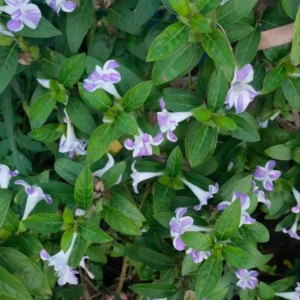Purple White December Flower (Barleria cristata) Flowering Live Plant - Image 5