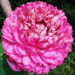 lotus lakshmi