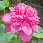 lakshmi lotus