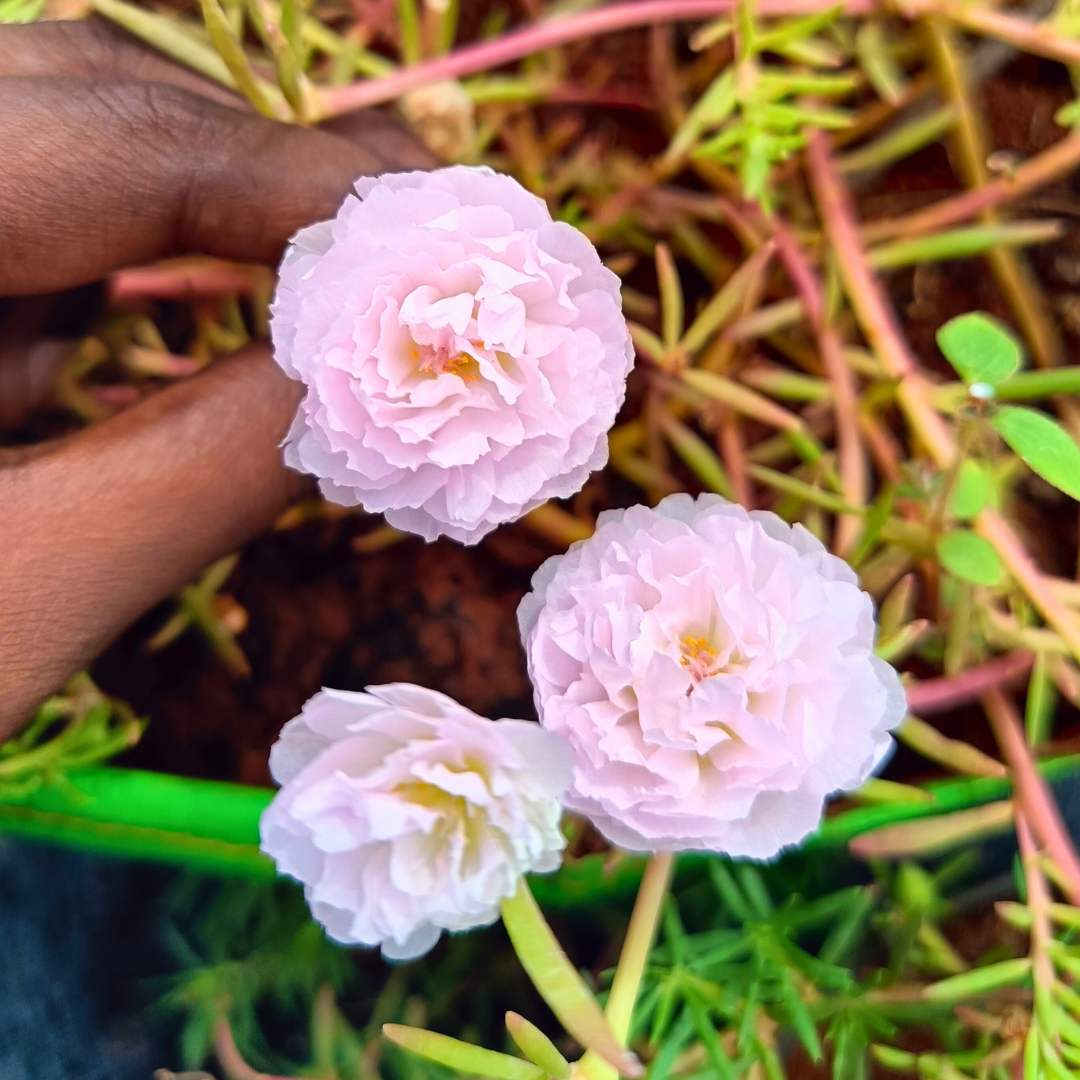 Light Pink Double Table Rose – Portulaca Cutting Live Plant