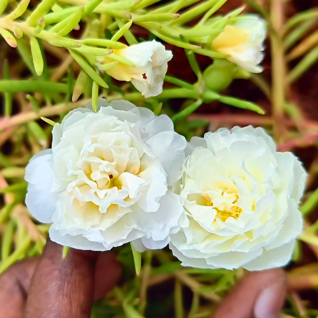 White with Yellow Double Table Rose – Portulaca Cutting Live Plant