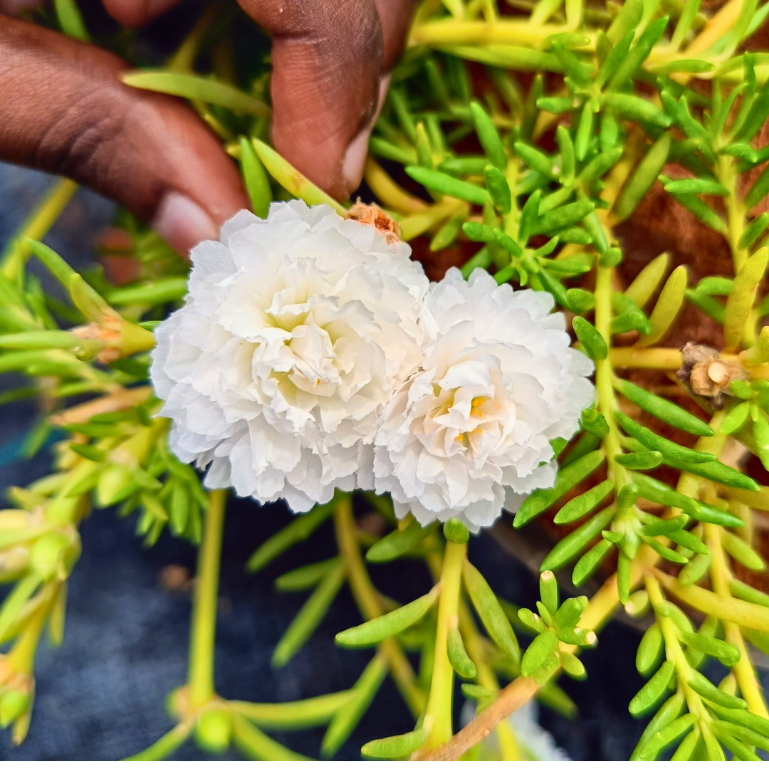 Snow White Double Table Rose – Portulaca Cutting Live Plant