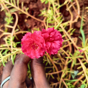 Red Double Table Rose – Portulaca Grandiflora Cuttings Live Plant