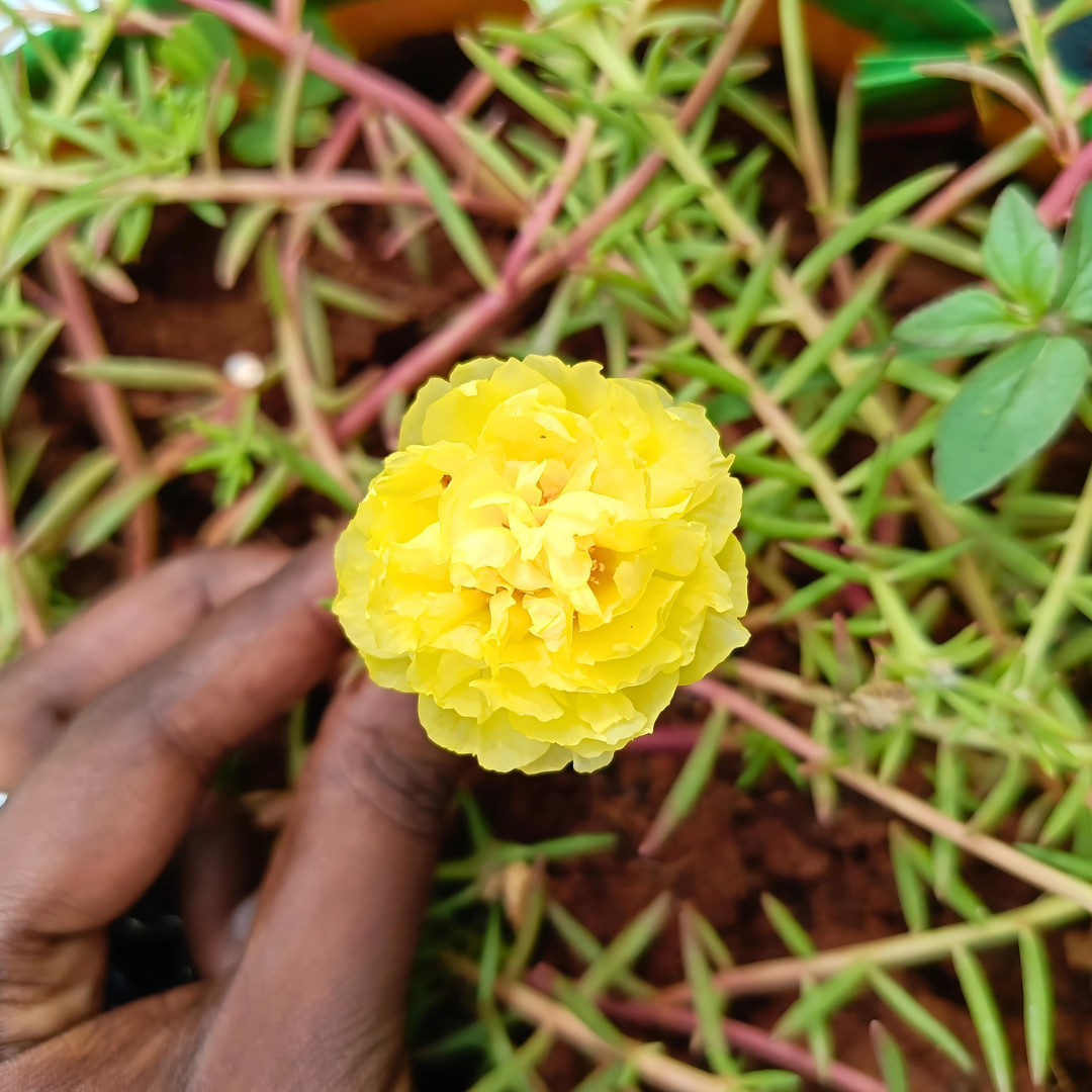 Yellow Double Table Rose - Portulaca Cutting Live Plant