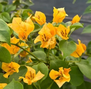 Bougainvillea Yellow (Paper Flower) Flowering Live Plant - Image 4