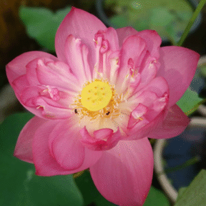 lotus