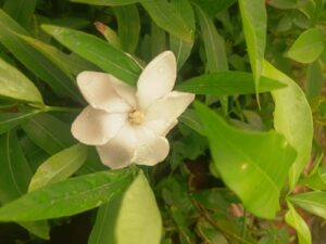 Gardenia - Narrow Leaf Highly Fragrant Flowering Live Plant - Image 3
