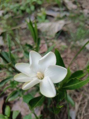 Gardenia - Narrow Leaf Highly Fragrant Flowering Live Plant - Image 2