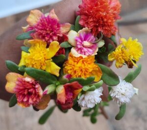 Cindrella -15  Colours Table Rose / Moss Rose / 9 O Clock / Portulaca Cuttings Combo Live Plant - Image 4