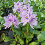 water hyacinth