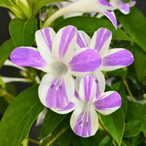 December Flower Purple White