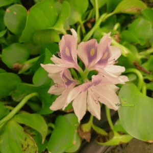 Water Hyacinth - Pontederia Crassipes Live Plant - Image 4