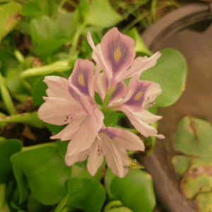 Water Hyacinth - Pontederia Crassipes Live Plant - Image 3