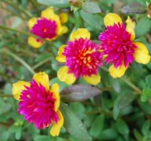 Cindrella -15  Colours Table Rose / Moss Rose / 9 O Clock / Portulaca Cuttings Combo Live Plant - Image 2