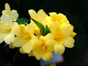 Yellow Jasmine-Jasminum humile Flowering  Live Plant - Image 2