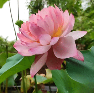 Lotus - Peachy Girl - Image 3