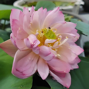 lotus