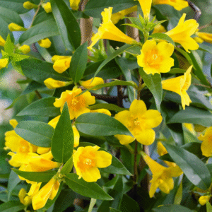 YELLOW FLOWER PLANT