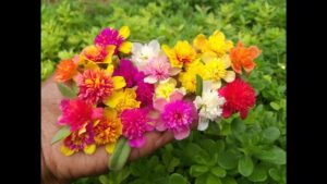 Cindrella -15  Colours Table Rose / Moss Rose / 9 O Clock / Portulaca Cuttings Combo Live Plant - Image 3