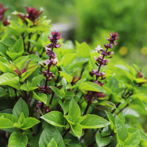 Basil Sweet Scented