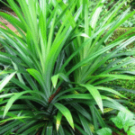 herbal plant