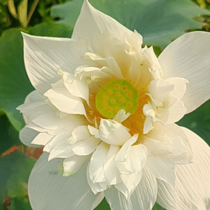 Vaiga - Lotus - Image 3