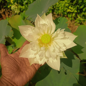Vaiga - Lotus - Image 2