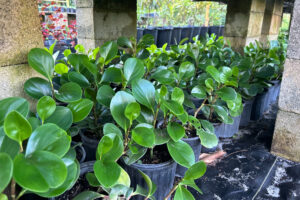 Peperomia Green (Baby Rubber) Live Plant - Image 3