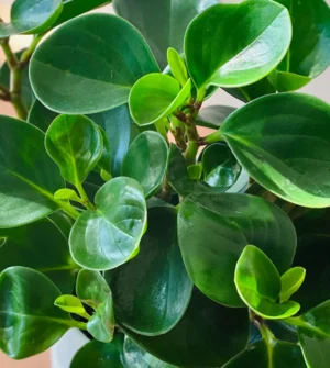 Peperomia Green (Baby Rubber) Live Plant - Image 2