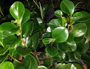 Peperomia Green (Baby Rubber) Live Plant - Image 4