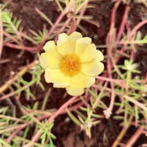 golden-orange center