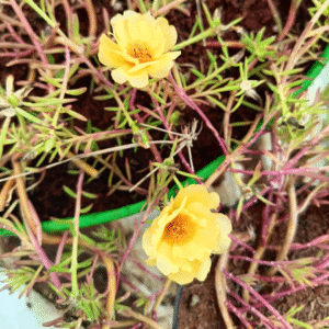 Golden Orange Single Shade Table Rose – Portulaca Grandiflora Cutting Live Plant - Image 2