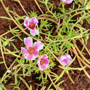 Pink With White Shade Table Rose – Portulaca Grandiflora Cutting Live Plant - Image 2