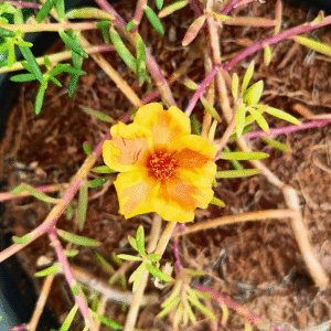 TABLE ROSE golden yellow