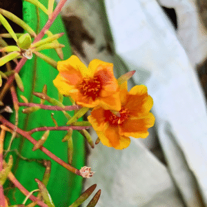 Golden Yellow Shade Table Rose – Portulaca Grandiflora Cutting Live Plant - Image 2