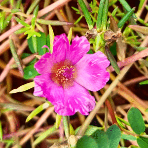 Bright Pink Single Shade Table Rose