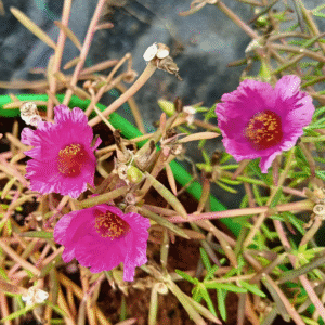 Bright Pink Single Shade Table Rose – Portulaca Grandiflora Cutting Live Plant - Image 2