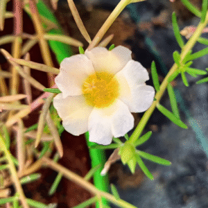White With Yellow Shade Table Rose