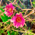Pink Varigated Single Shade Table Rose
