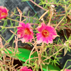 Pink Varigated Single Shade Table Rose – Portulaca Grandiflora Cutting Live Plan - Image 2