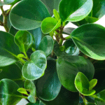 Peperomia Green (Baby Rubber) Live Plant