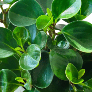 Peperomia Green (Baby Rubber) Live Plant
