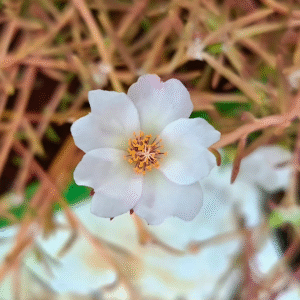 Single White Shade Table Rose