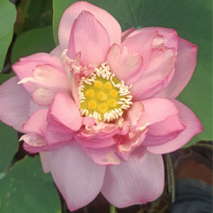 Druva lotus tuber