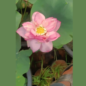 Druva - Lotus - Image 2