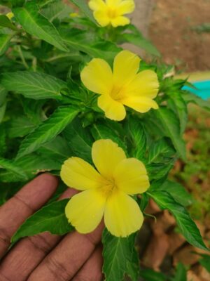 Yellow Buttercups (Sage Rose) -Turnera Ulmifolia - Image 3