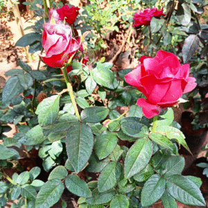 Red Rose - 2 Feet Mother plant Grafted Live Plant - Image 3